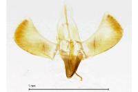 Caloptilia alchimiella