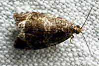 Celypha lacunana