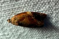 Ditula angustiorana