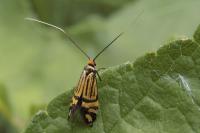 Nemophora ochsenheimerella