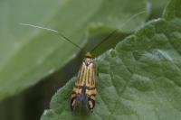 Nemophora ochsenheimerella