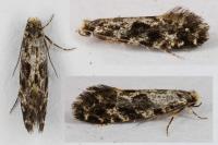 Nemapogon granellus