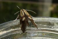 Alabonia geoffrella