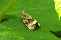 Celypha lacunana