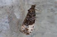Hedya pruniana