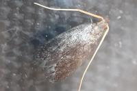 Lecithocera nigrana