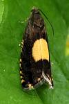 Pammene regiana