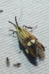 Alabonia geoffrella