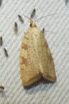 Aleimma loeflingiana