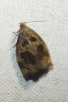 Archips crataegana