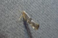 Argyresthia spinosella