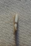 Argyresthia spinosella