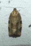 Choristoneura hebenstreitella