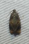Ditula angustiorana