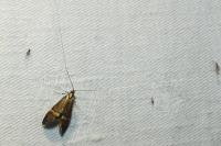 Nemophora degeerella