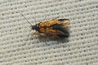 Schiffermuelleria schaefferella