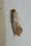 Tinea semifulvella