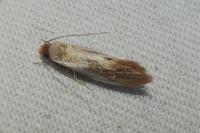 Tinea semifulvella
