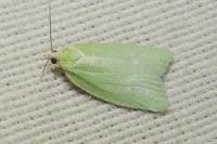 Tortrix viridana