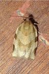 Choristoneura hebenstreitella