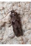 Blastobasis glandulella