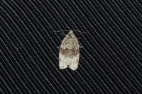 Syndemis musculana