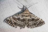 Alucita grammodactyla/palodactyla