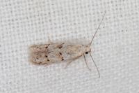 Symmocoides oxybiella