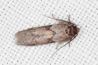 Blastobasis glandulella