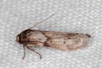 Blastobasis glandulella