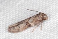 Blastobasis glandulella