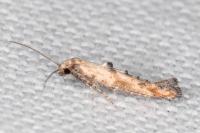 Epermenia aequidentella
