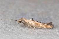 Epermenia aequidentella