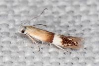 Aproaerema polychromella