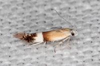 Aproaerema polychromella