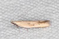 Mesophleps corsicella