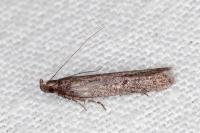 Neofaculta ericetella