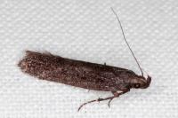 Neofaculta ericetella