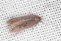 Oxypteryx helotella