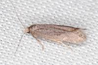 Oxypteryx helotella