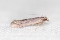 Oxypteryx helotella