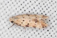 Pseudotelphusa occidentella