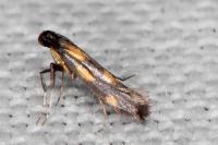 Euspilapteryx auroguttella