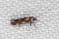 Euspilapteryx auroguttella