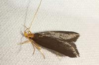 Eurodachtha pallicornella