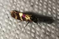 Micropterix aglaella
