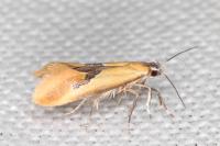 Batia lambdella