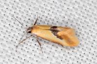 Batia lambdella