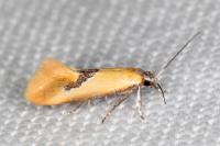 Batia lambdella