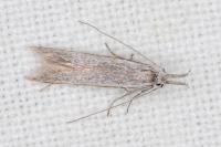 Pleurota ericella